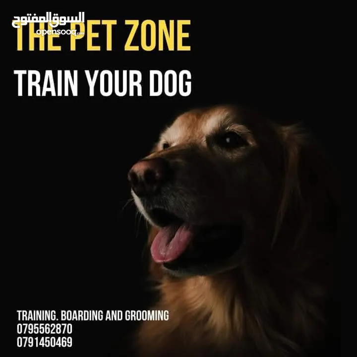 Train your dog