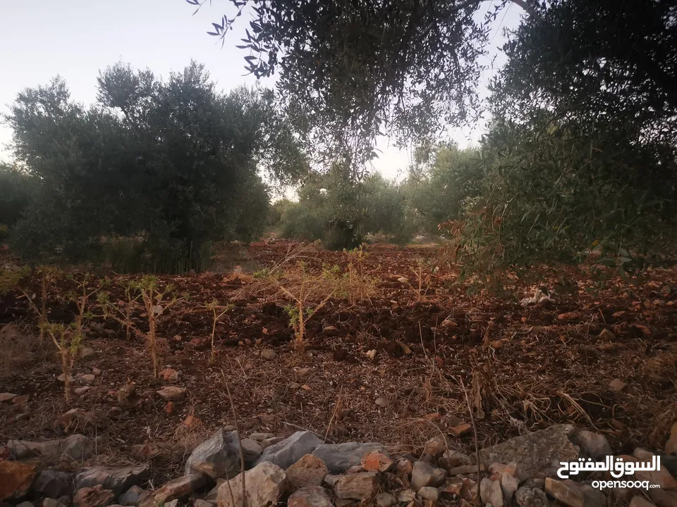 ارض مميزة للبيع في جيوس مساحات متعددة طابو منطقة بي..