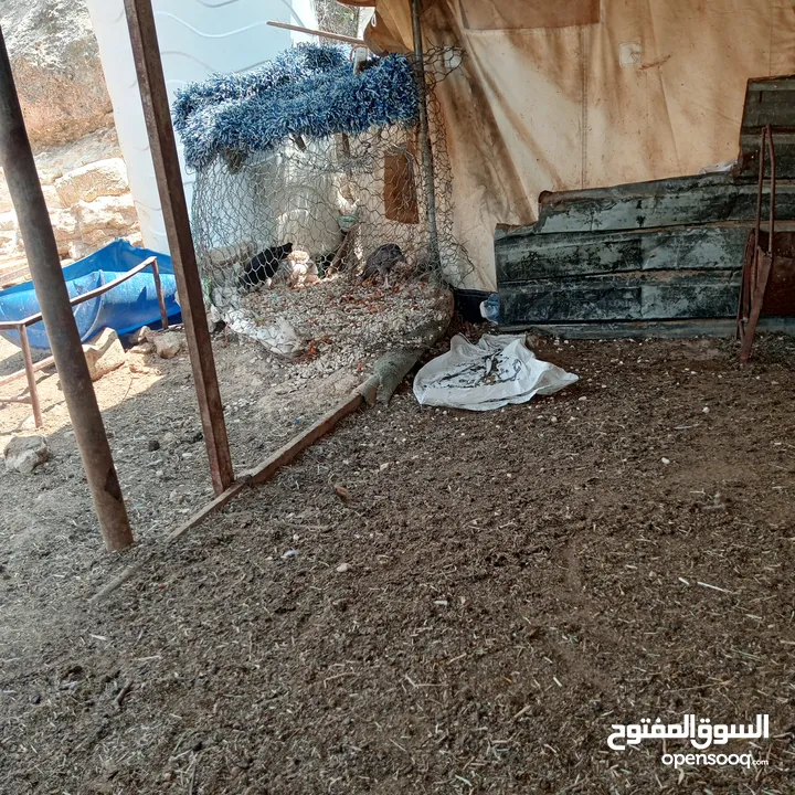 فراخ للبيع السلط