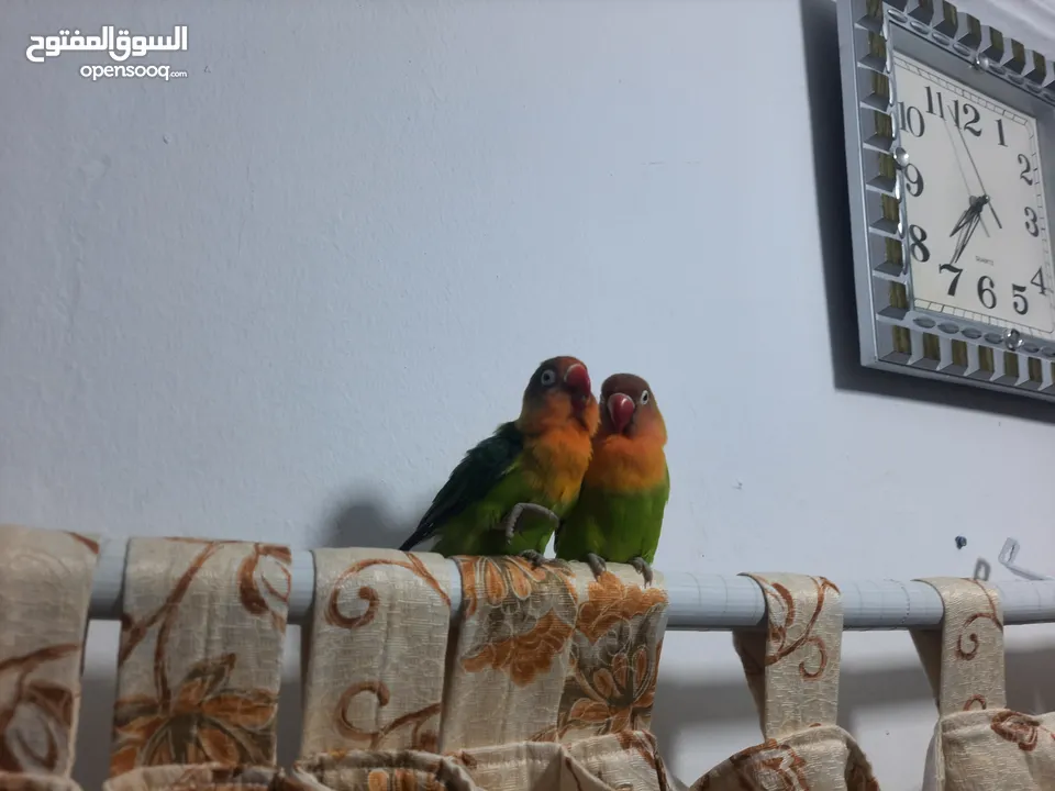 2 breeding lover birds need it Gone ASAP (cage included)