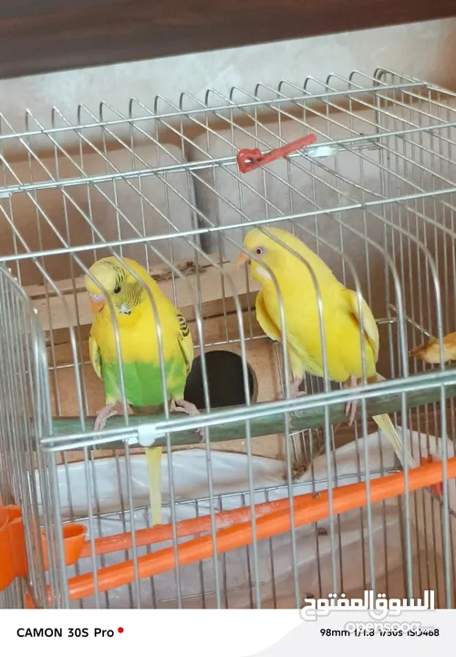 طيور حب مع فراخ عدد 2 للبيع بحاله ممتازه