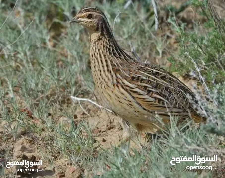 بيض فري سمان سوبر جامبو