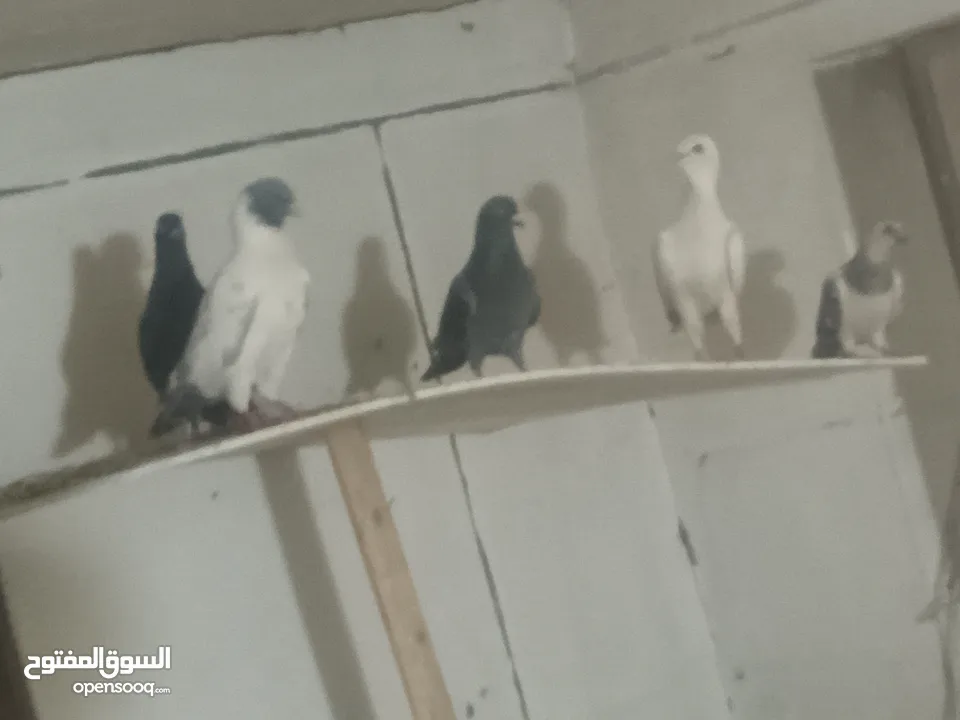بسم الله ما شاء الله طيور كامل للبيع البيع كامل اقرا الوصف جيدا