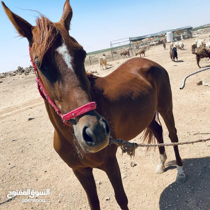 خيل لبيع العمر سنتين