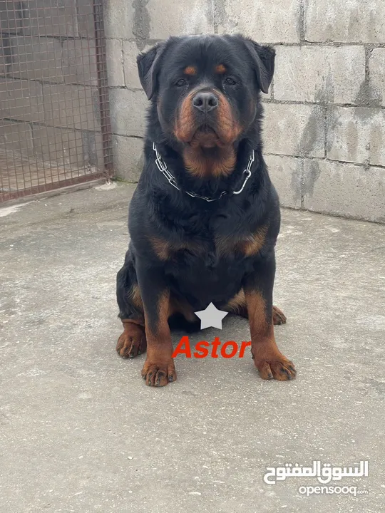 Rottweiler 4sale روت وايلر للبيع
