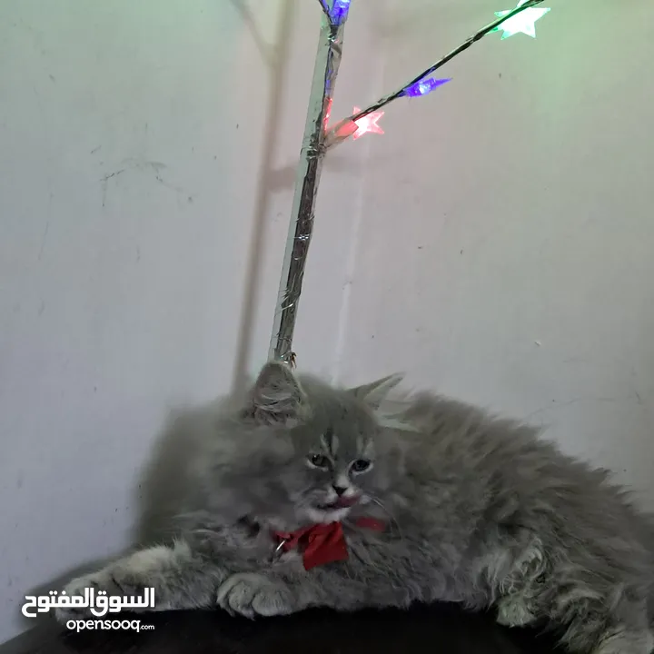 قطة منزل للبيع