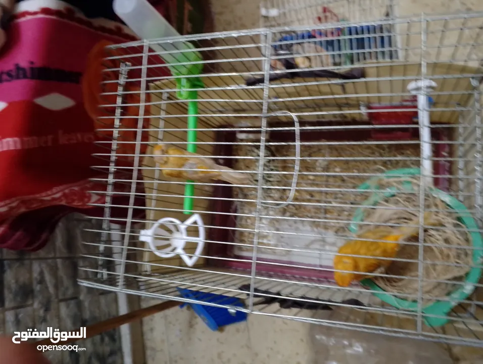 عصافير كنتر مفتلات وشغلات