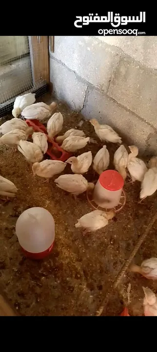 صوص حبش ابيض هولندي جامبو