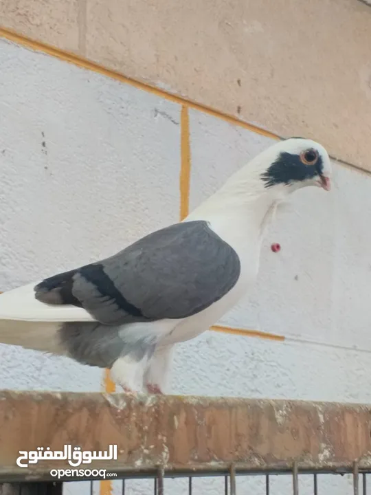 تشكيلة حمام مع جوز انجليزيات صفر نخب