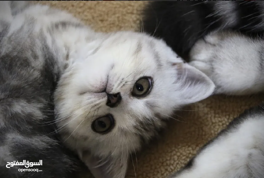 Scottish fold and Scottish straight kittens