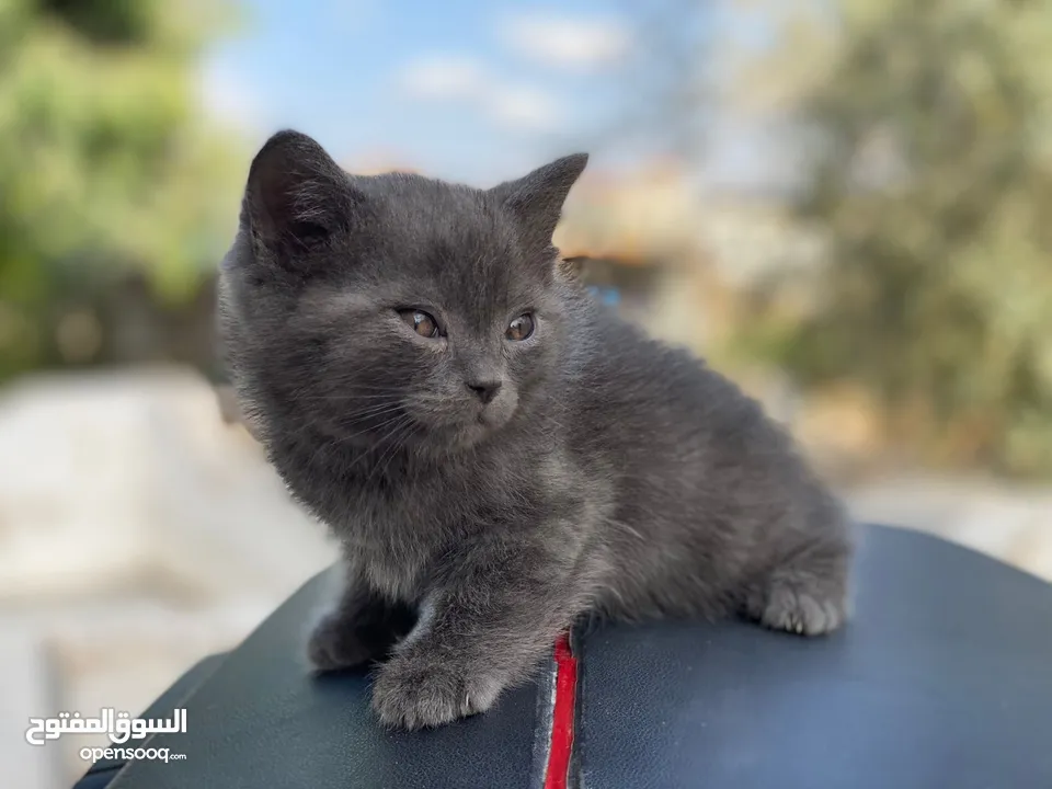 مكس الام بريتش الأب سكوتش