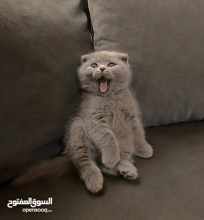 أنثى سكوتش فولد