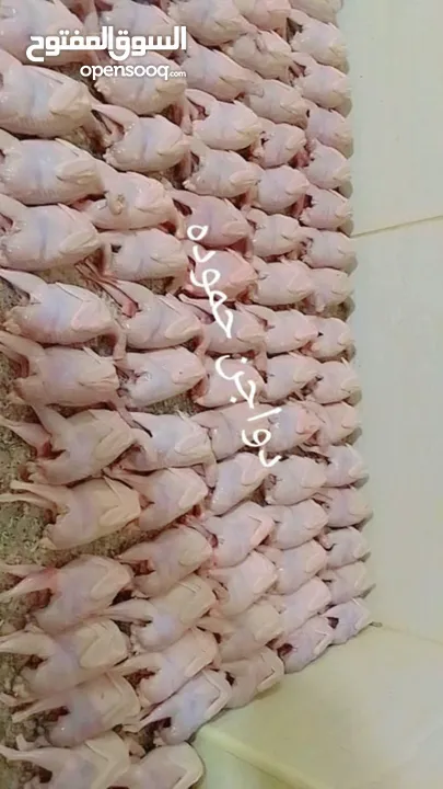 سلام عليكم ورحمه الله وبركاته  يتوفر الدا دواجن حموده  جميع نواع الطيور