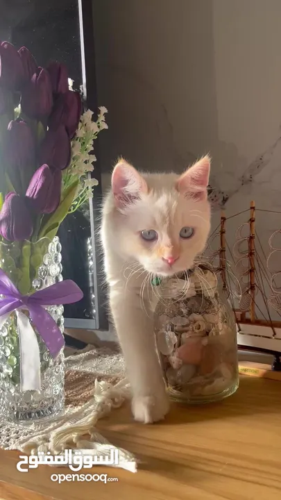 قط همالايا اورانج عمر 6 شهور