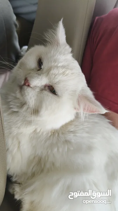 percian socialy kind withot voice persian cat