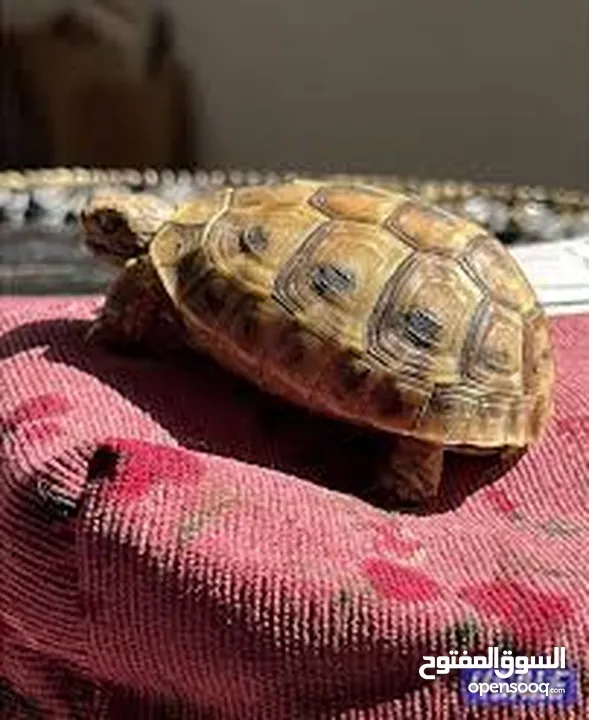 جوز قنفذ  وسلحفاه و قطه كتنز و بطه عدد 3 بطات  قنافذ اليفه و سلاحف بريه تربيه منزليه لقطه كوم هامستر