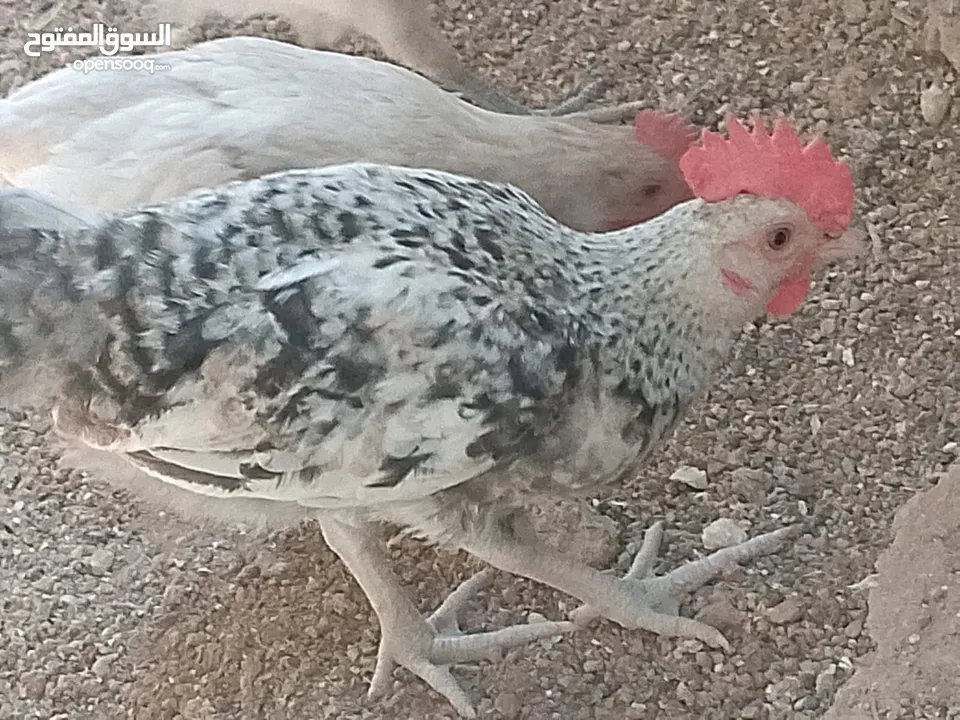فراخ للبيع