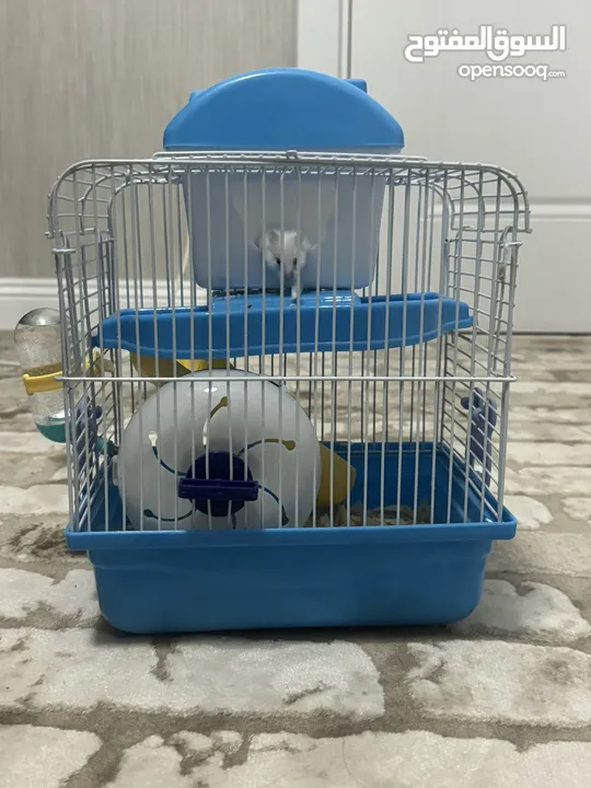 Male Hamster for sell with the cage