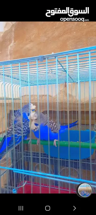 جوز حب كوك  بصلاه علا نبي