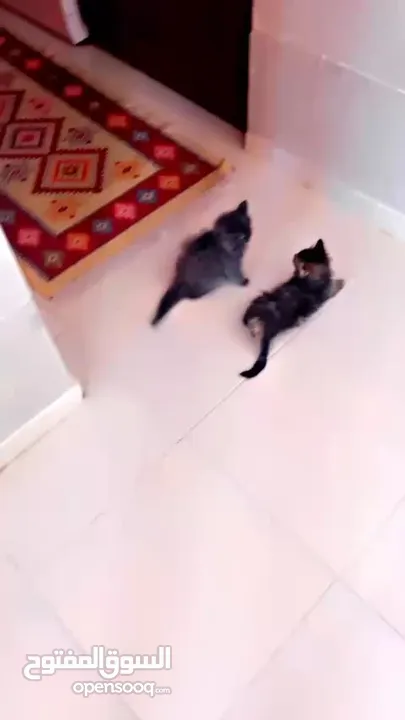 قطط شانشيلا للبيع
