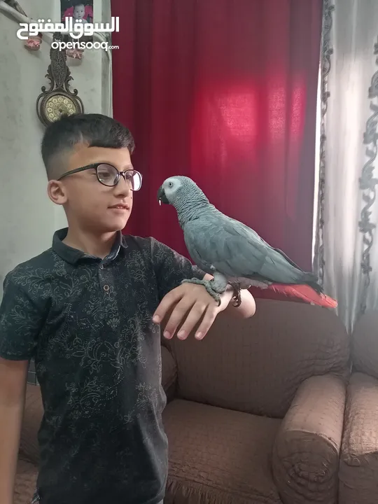 كاسكو متكلم اليف جدا ريش كامل حجم جامبو