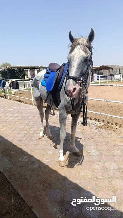 horse stallion sale فهل خيل موجود