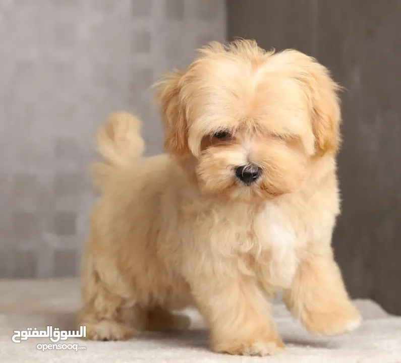 Maltipoo  جراء مالتيبو