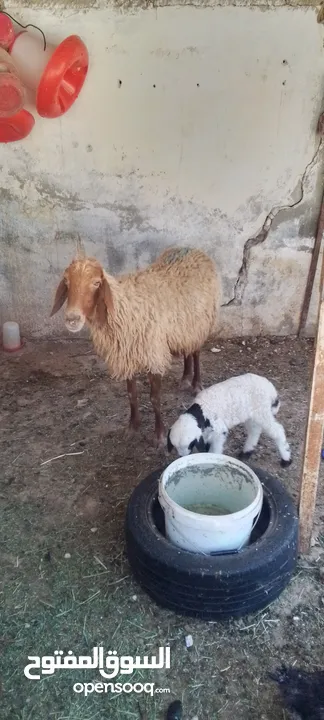 نعجه للبيع وراها عبود عمان جاوا