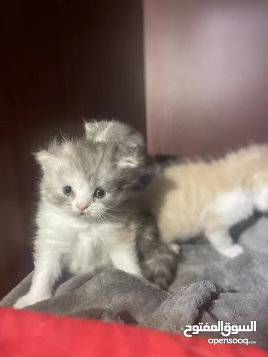 50days Ragdoll mix with Persian