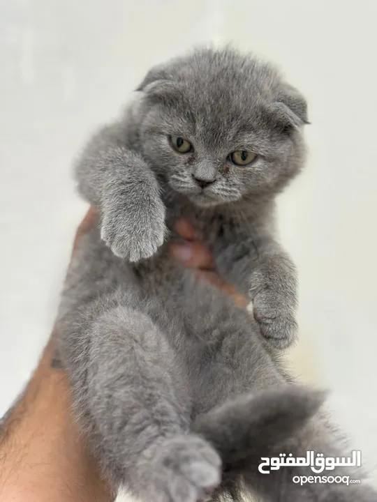 قطط سكوتش فولد و بريتش للبيع   Scottish Fold & British Shorthair