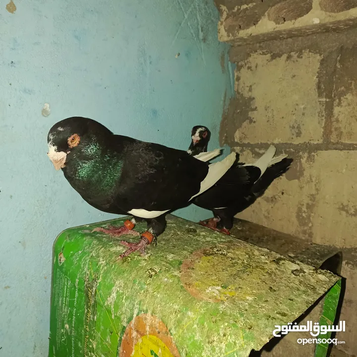حمام زق لناس الغانمه
