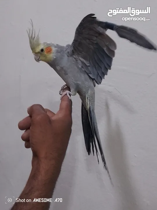 متاح حبة كوكتيل للبيع اقرء الوصف