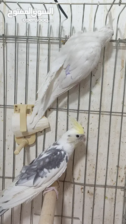 مزرعه طيور مميزة