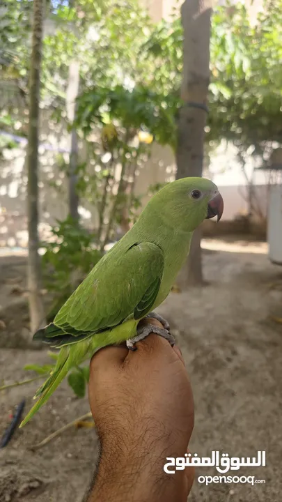 للبيع متو اخضر اليف ومتعلم وما يعض  إنتاج البحرين ويصلح للأطفال  ياكل بروحه