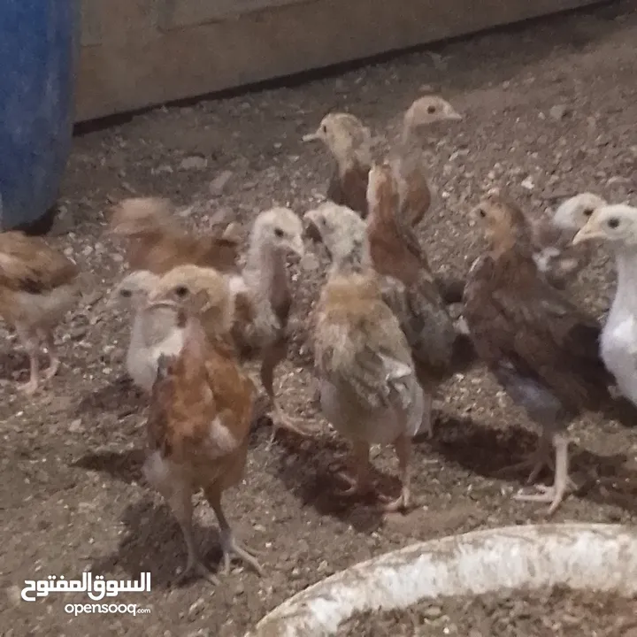 صوص بلدي خالي من الفيومي بزره طيبه