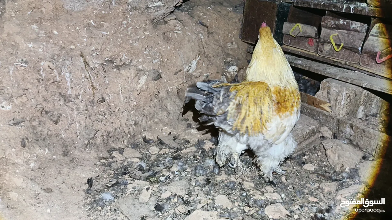 ديوك براهما بيور