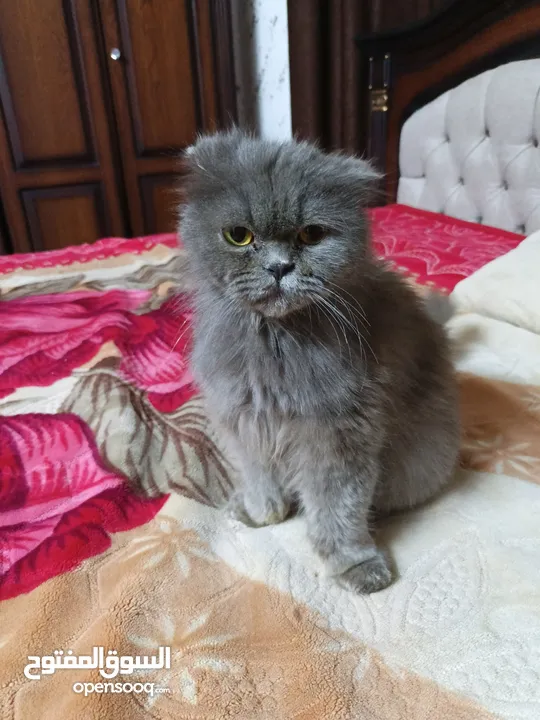قطه سكوتش فولد لون سكني للبيع بسعر مغري جدا للتواصل  القطه اكتير الاليفه وهاديه