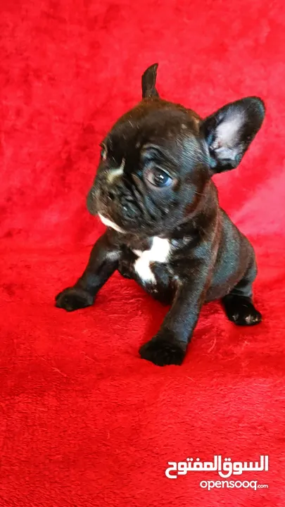 French bulldog all colors available