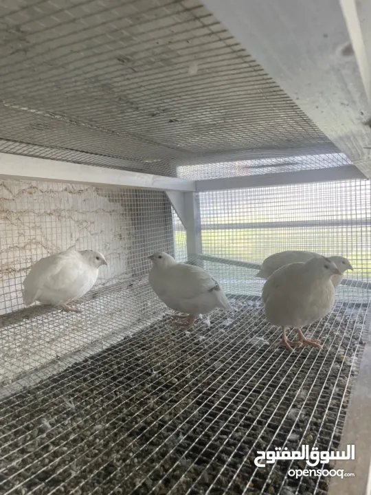 يوجد لدينا فر لل بيع