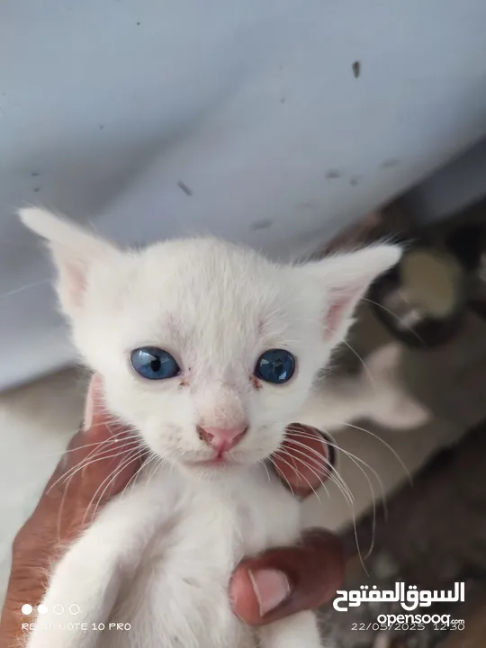 kitten 1month aged