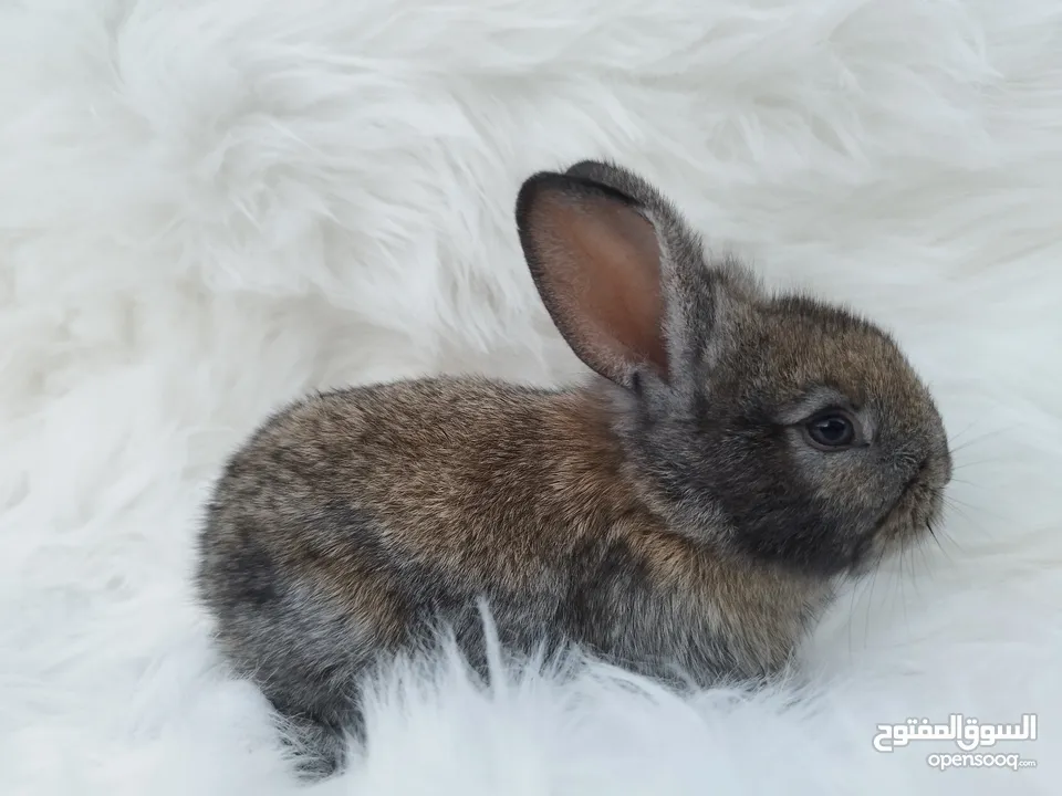 أرانب هولندية صغيرة، أليفة، ألوان مميزة