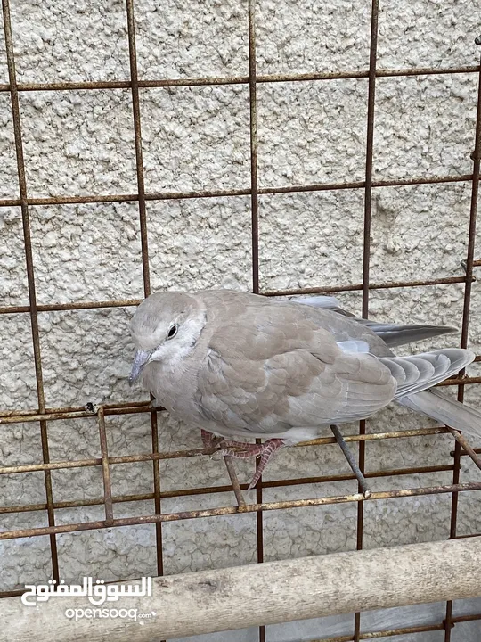 حمام يمام (جمري) جوزين للبيع