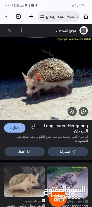 موجود قنفذ للبيع