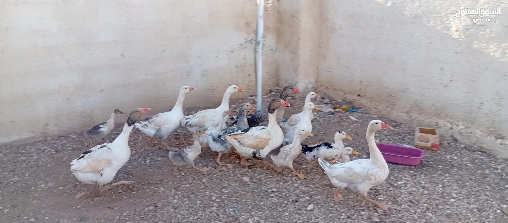 وز وبط للبيع او للبدل على صخله أو عبور مع دفع الفرق