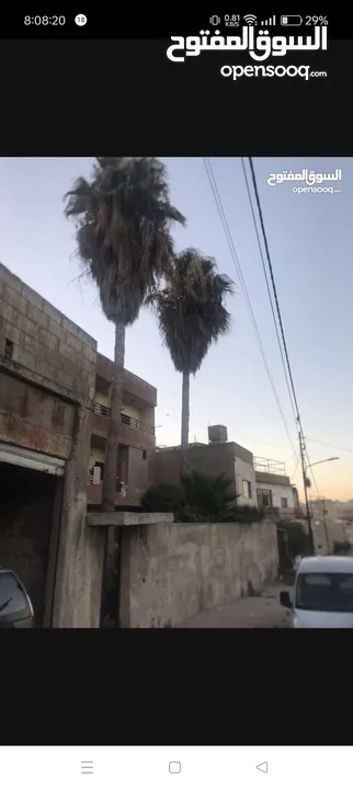 نخيل مجانا