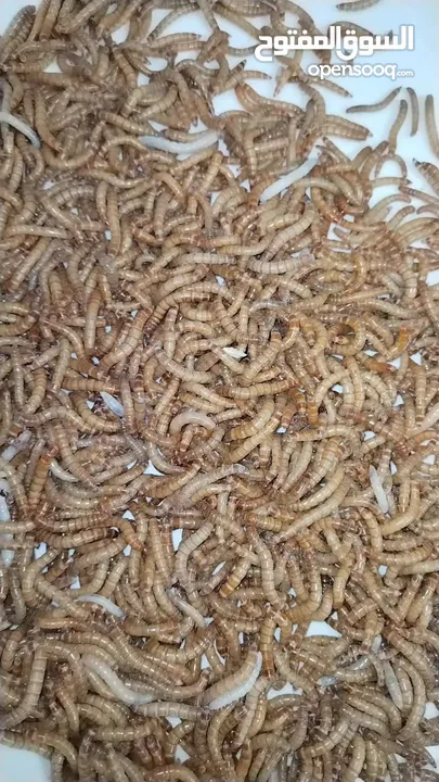 يرقات دود القبابي حي ميلوورم mealworm غذاء ممتاز بروتين حيواني لا يسبب التشحيم للطيور والاسمام