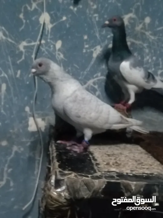 كوم حمام مشكل كامل لعدم التفرغ للبيع