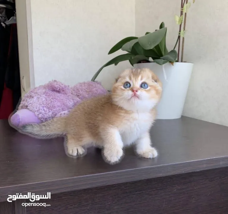 للبيع سكوتش فولد وستريت قولد شورت هير