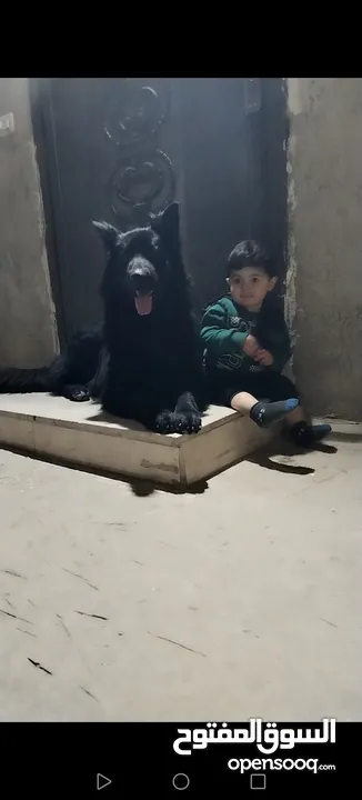 ذكر جيرمن رويال بلاك شولاين