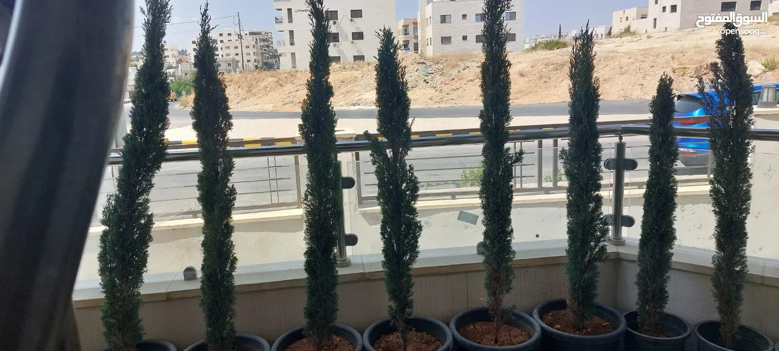 شجر سرو ايطالي للبيع عدد 12   الحجم من 1.20سم ولغاية 1.60